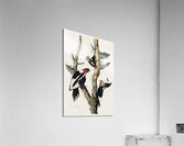 Ivory-billed Woodpecker Acrylic Print