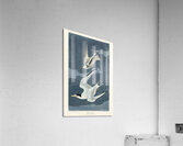 Lesser Tern Acrylic Print