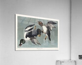 Golden-eye Duck Acrylic Print