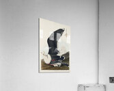 Black Backed Gull Acrylic Print