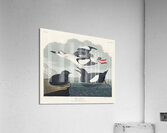 Black Guillemot Acrylic Print