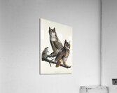Great Horned Owl Acrylic Print