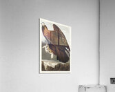 Golden Eagle Acrylic Print