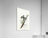 Pine Creeping Warbler Acrylic Print