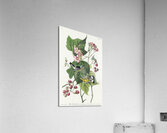 Black & Yellow Warblers Acrylic Print