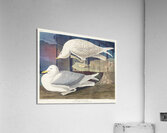 White-winged silvery Gull Acrylic Print