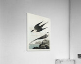 Arctic Yager Acrylic Print