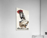 Red-tailed Hawk Acrylic Print