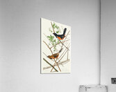 Towee Bunting Acrylic Print