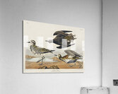 Golden Plover Acrylic Print