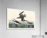 Hyperborean phalarope Impression acrylique