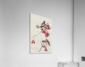 Rice Bird Acrylic Print