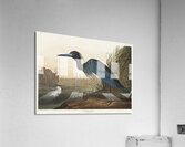 Blue Crane or Heron Acrylic Print