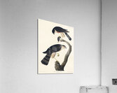 Sharp-shinned Hawk Acrylic Print