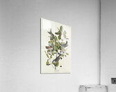 Black-poll Warbler Acrylic Print