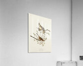 Song Sparrow Acrylic Print