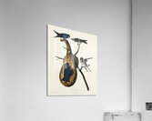 Purple Martin Acrylic Print