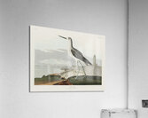 Greenshank Acrylic Print