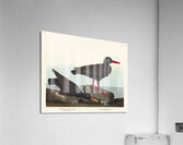 White-legged Oyster-catcher or Slender-billed Oyster-catcher Acrylic Print