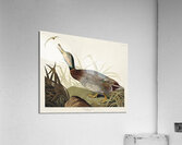 Bemaculated Duck Acrylic Print