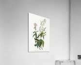 Green Black-Capt Flycatcher Acrylic Print