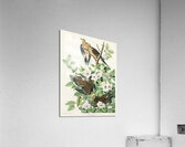 Carolina Pigeon Acrylic Print