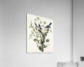 Loggerhead Shrike Acrylic Print