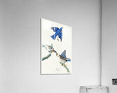 Blue-bird Acrylic Print