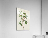 Tennessee Warbler Acrylic Print