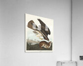 Common Buzzard Acrylic Print