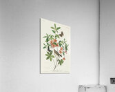 Brown headed Worm eating Warbler Acrylic Print