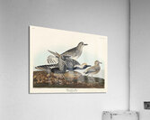 Black-bellied Plover Acrylic Print