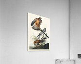 Marsh Hawk Acrylic Print