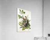 American Robin Acrylic Print