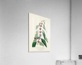 Blue-green Warbler Acrylic Print