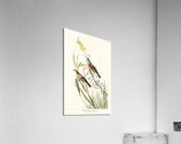 Black-Throated Bunting Acrylic Print