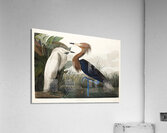 Purple Heron Acrylic Print