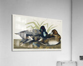 Scaup Duck Acrylic Print