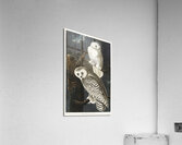 Snowy Owl Acrylic Print