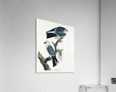 Mississippi Kite Acrylic Print