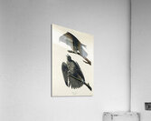 Labrador Falcon Acrylic Print