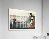 Goosander Acrylic Print