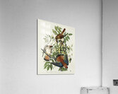 American Sparrow Hawk Acrylic Print