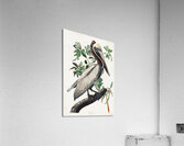 Brown Pelican Acrylic Print