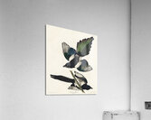 American Magpie Acrylic Print