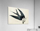 American Magpie Acrylic Print