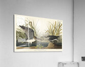 Solitary Sandpiper Acrylic Print