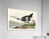 Scolopaceus Courlan Acrylic Print