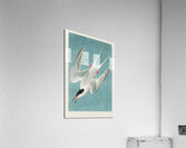 Roseate Tern Acrylic Print