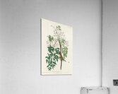 White-eyed Flycatcher or Vireo Acrylic Print